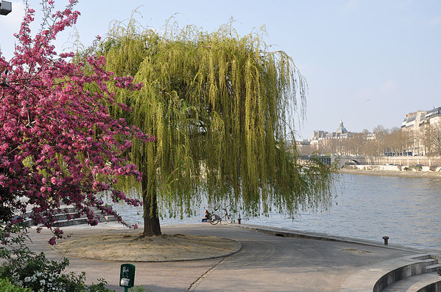 Creative Commons (CC) license