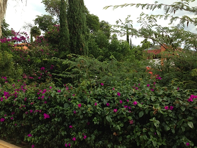 San Miguel de Allende Foliage