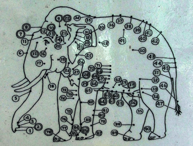 Elephant Pressure Points