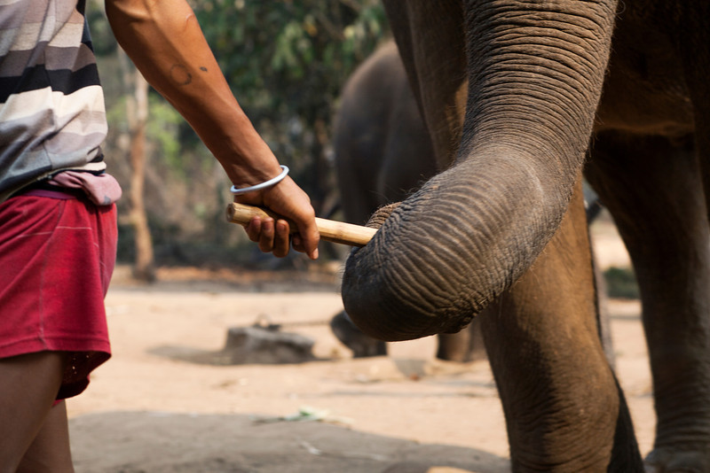 Elephant Holding Takaw