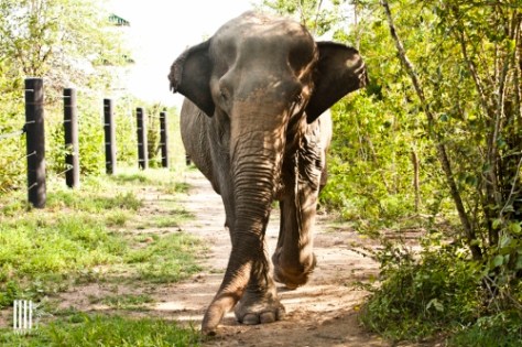 A beautiful elephant. Photo@ WWFT