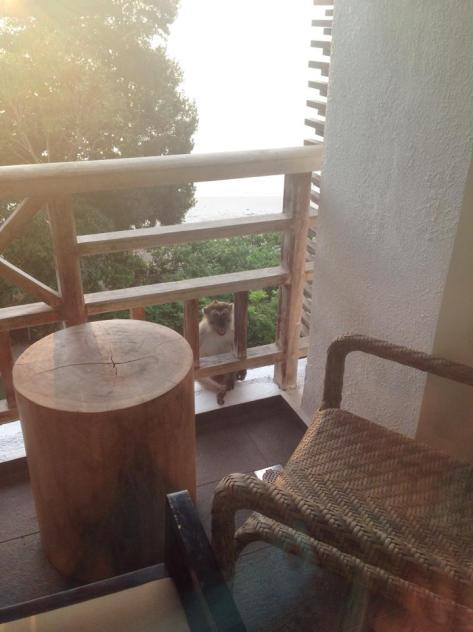 A Visitor on Our Balcony