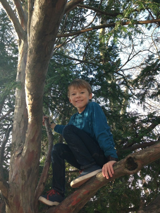 Ethan climbing a tree in L-Isle-sur-la-Sorgue